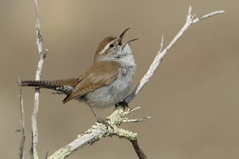 Bewick's Wren (Thryomanes bewickii) singing, Texas, USA