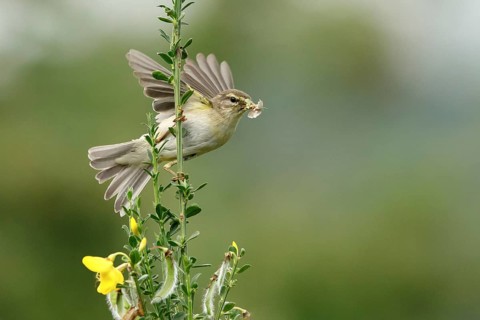 Willow Warbler (Phylloscopus trochilus) perched on a branch with food in its beak, Mecklenburg
