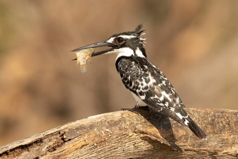 Pied Kingfisher (Ceryle rudis) with fish prey in its beak, Lake Baringo, Kenya