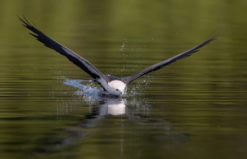 Swallow-tailed Kite (Elanoides forficatus) drinking in flight, Florida, USA