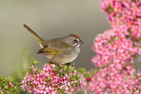 Green-tailed Towhee Pipilo chlorurus Mono Lake, California, United States 14 May Adult Emberizidae