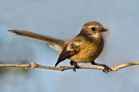 Mangrove Fantail (Rhipidura phasiana), Western Australia, Australia