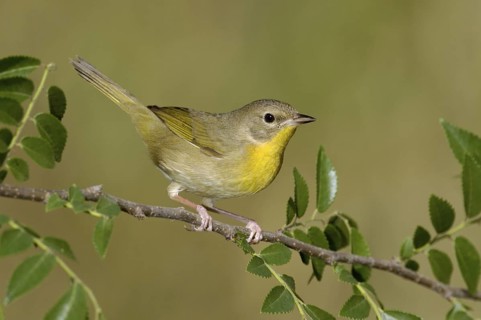 Common Yellowthroat (Geothlypis trichas), Texas, USA