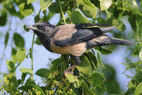 Rosy Starling (Pastor roseus) foraging, India