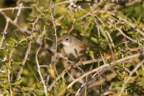 Spectacled Warbler (Sylvia conspicillata) female, Cyprus