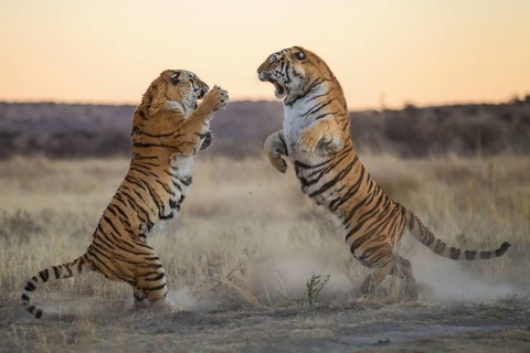Bengal Tiger (Panthera tigris) two females fighting, captive, Philippolis, South Africa
