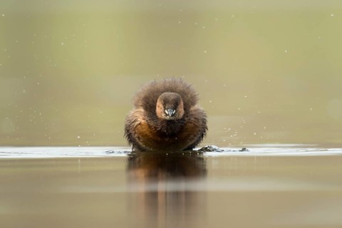 Little Grebe (Tachybaptus ruficollis), North Rhine-Westphalia, Germany