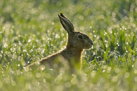 European Hare (Lepus europaeus) portrait in backlight, North Rhine-Westphalia, Germany