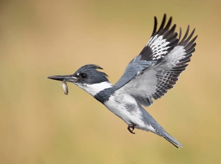 Belted Kingfisher (Megaceryle alcyon) male flying with fish prey in its beak, Florida, USA