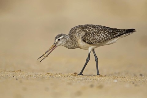 Bar-tailed Godwit (Limosa lapponica) foraging, New South Wales, Australia