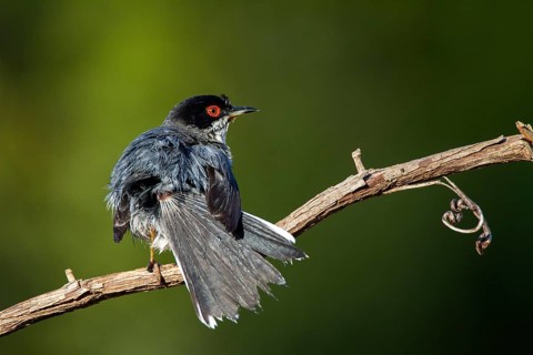 Sardinian Warbler (Sylvia melanocephala) male, Alicante, Spain
