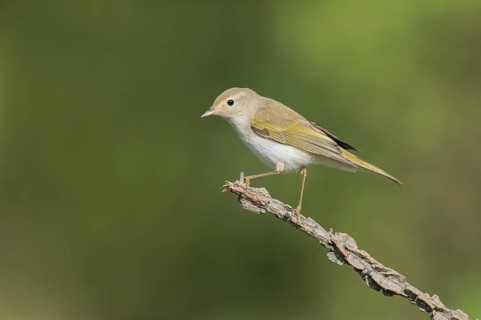 Western Bonelli's Warbler (Phylloscopus bonelli) perched on a branch, Aostatal, Italia