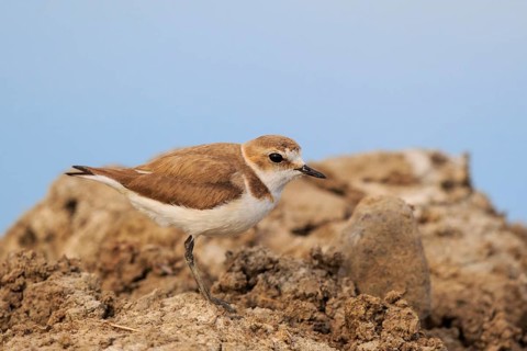 Kentish Plover (Charadrius alexandrinus) female, Greece