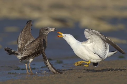 Pacific Gull (Larus pacificus), Victoria, Australia