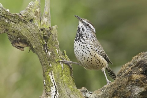 Cactus Wren (Campylorhynchus brunneicapillus), Texas, USA