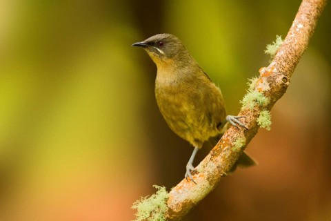 New Zealand Bellbird (Anthornis melanura), Auckland Island, New Zealand