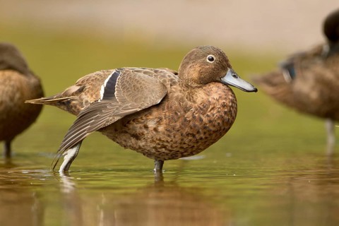 Brown Teal (Anas chlorotis) female, North Island, New Zealand