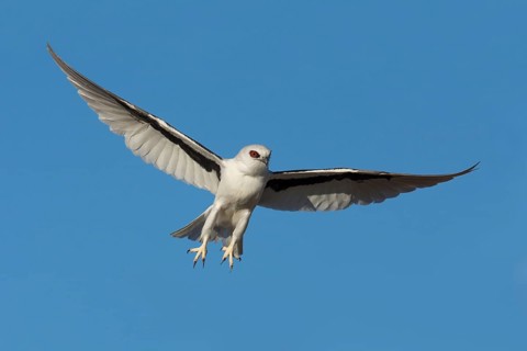 Schwarzachselaar (Elanus scriptus) flying, South Australia, Australia