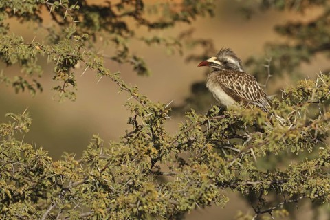African Grey Hornbill (Lophoceros nasutus), Northern Cape, South Africa