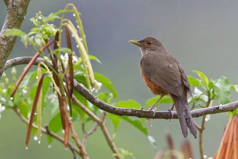 Rufous-bellied Thrush (Turdus rufiventris) perched on a branch in Bolivia, South America