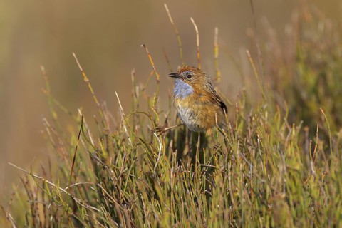 Southern Emu-wren (Stipiturus malachurus), New South Wales, Australia