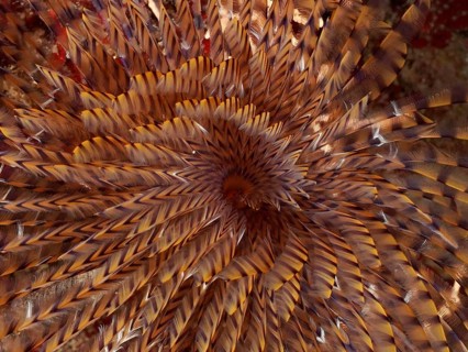 Detailed specimen of a brown screwfish (Sabella spallanzanii) in the Mediterranean Sea near Hyères,