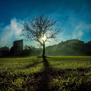 Bright sunlight shines through the branches of a leafless tree standing alone in a serene field in