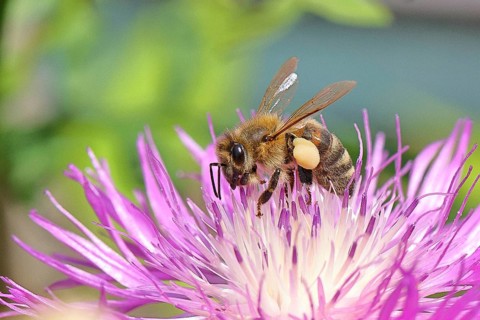 European honeybee (Apis mellifera), with pollen pellets, collecting nectar from a flower of the