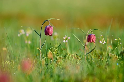 Snake's Head Fritillary or lapwing (Fritillaria meleagris), in the morning sun on a green meadow,