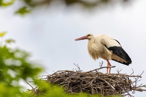 White stork (Ciconia ciconia) in eyrie, birds, Affenberg Salem, Linzgau, Baden-Württemberg, Germany