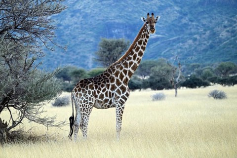 Giraffe (Giraffa camelopardalis giraffa) in the early morning light, Namibia