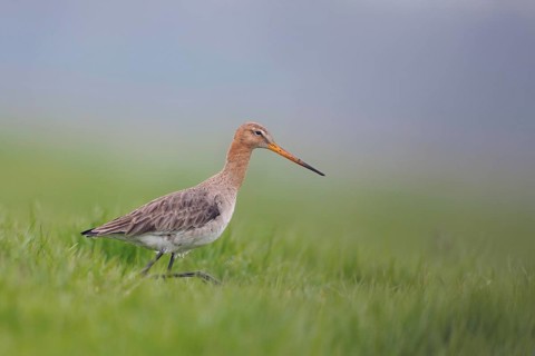 Early morning in the meadow... Black-tailed godwit (Limosa limosa) in fresh breeding plumage