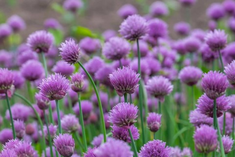 Chives, chive blossoms (Allium schoenoprasum), Münsterland, North Rhine-Westphalia, Germany