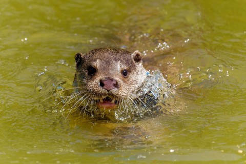 An otter swimming head-on in the water with its mouth wide open, European otter (Lutra lutra)