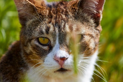Tabby cat with yellow eyes looking through blades of grass, Kalithea, cat station, Rhodes,
