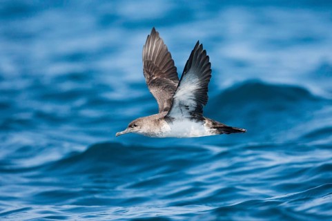 Black-vented Shearwater Puffinus opisthomelas San Diego, California, United States 14 September