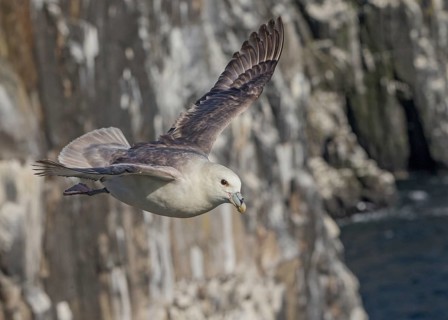 Northern Fulmar (Fulmarus glacialis) flying, Scotland, United Kingdom