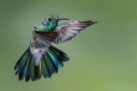 White-vented Violetear (Colibri serrirostris) flying and feeding at a flower in the Atlantic