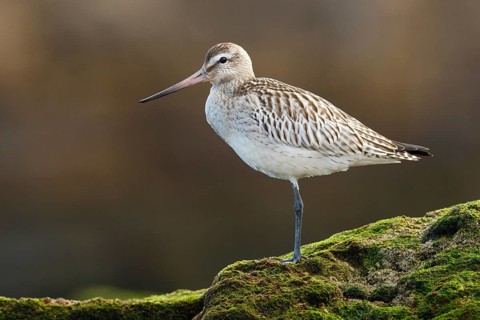 Bar-tailed Godwit (Limosa lapponica) juvenile, Asturias, Spain