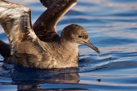 Sooty Shearwater (Ardenna grisea), Eilat, Israel