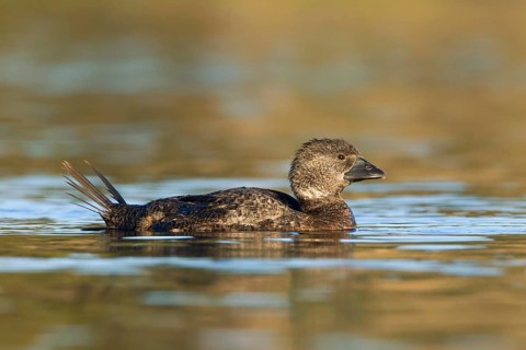 Musk Duck (Biziura lobata) female, Victoria, Australia