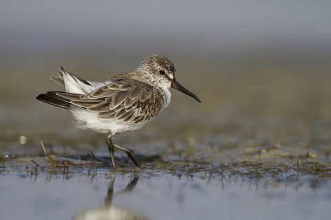 Broad-billed Sandpiper (Calidris falcinellus), Oman