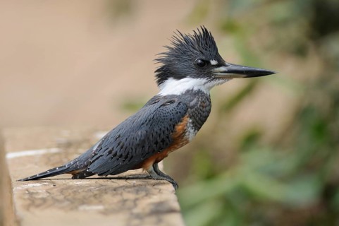 Ringed Kingfisher (Megaceryle torquata), Pantanal, Brazil