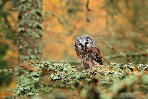 Owl hidden in the orange leaves. Bird with big yellow eyes. Autumn bird. Boreal owl in the orange