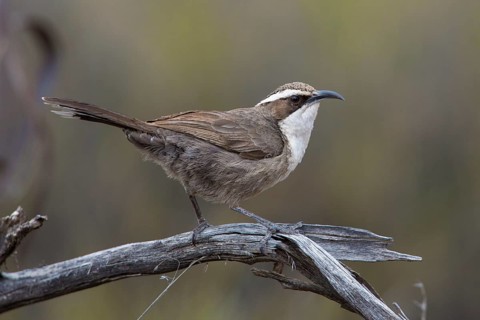 White-browed Babbler (Pomatostomus superciliosus) perched on a branch, Victoria, Australia