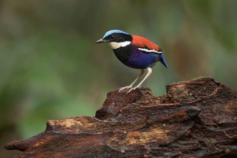 Blue-headed Pitta (Hydrornis baudii) male, Sabah, Malaysia