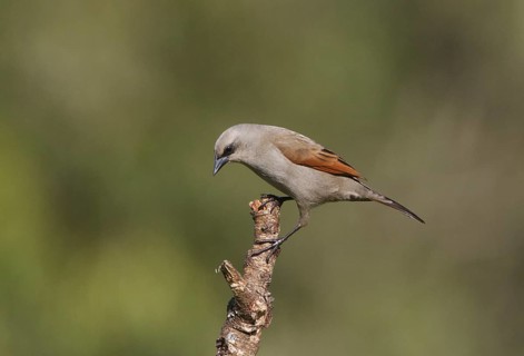 Greyish Baywing (Agelaioides badius), Corrientes, Argentina