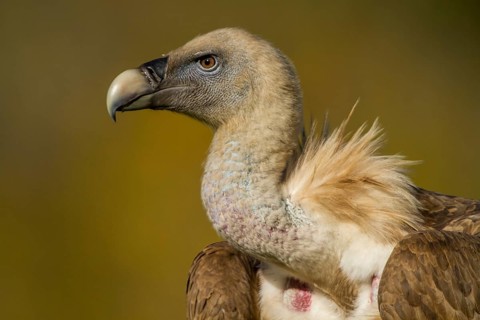 Griffon Vulture (Gyps fulvus), portrait, Castile and Leon, Spain