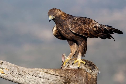 Golden Eagle (Aquila chrysaetos) male eating a rabbit, Castile and Leon, Spain