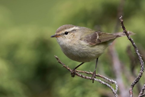 Humes Leaf Warbler - Tienschan-Laubsänger - Phyllsocopus humei ssp. humei, Kyrgyzstan